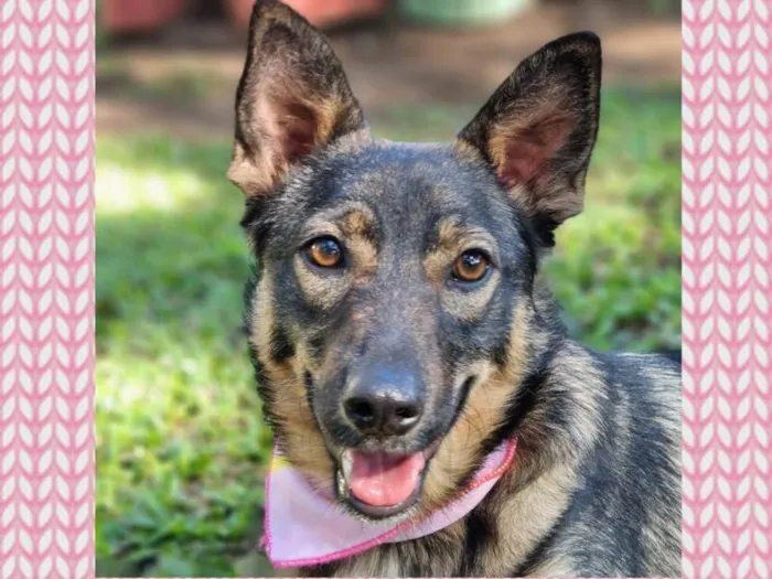 Cachorro ra a SRD idade 1 ano nome PIÑA