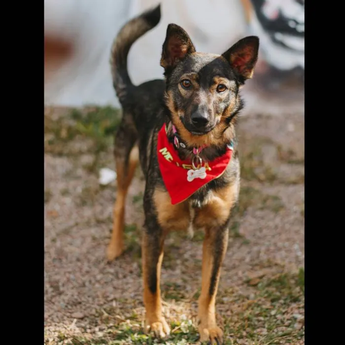 Cachorro ra a SRD idade 1 ano nome PIÑA