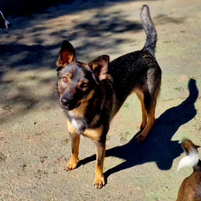 Cachorro ra a SRD idade 1 ano nome PIÑA