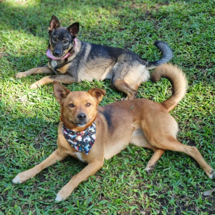 Cachorro ra a SRD idade 1 ano nome PIÑA