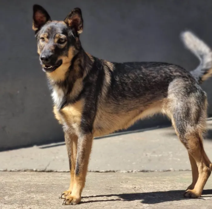 Cachorro ra a SRD idade 1 ano nome PIÑA