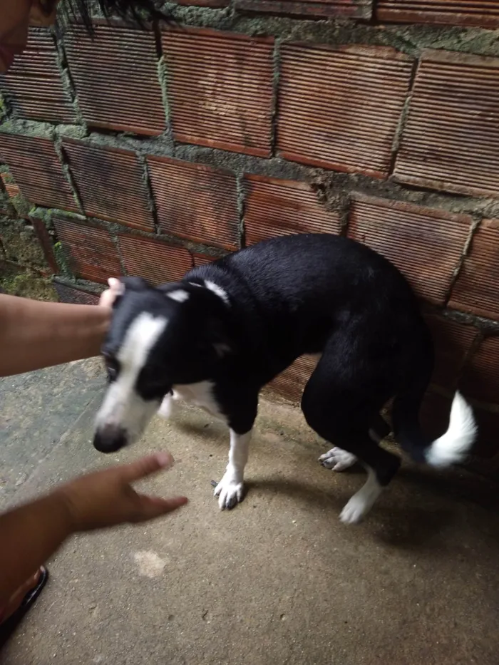 Cachorro ra a SRD-ViraLata idade 1 ano nome Toddy