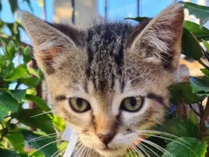 Gato raça SRD-ViraLata idade 2 a 6 meses nome Bruce