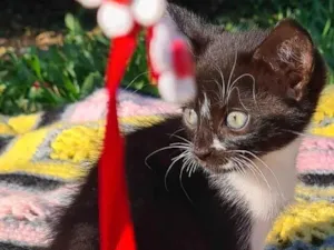 Gato raça SRD-ViraLata idade 2 a 6 meses nome Brigite