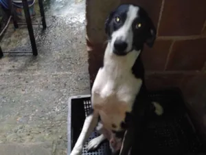 Cachorro raça SRD-ViraLata idade 1 ano nome Toddy