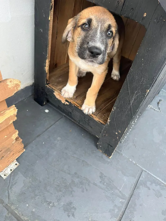 Cachorro raça SRD-ViraLata idade 2 a 6 meses nome Bento