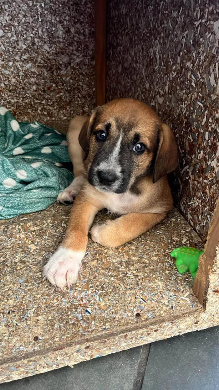 Cachorro raça SRD-ViraLata idade 2 a 6 meses nome Bento