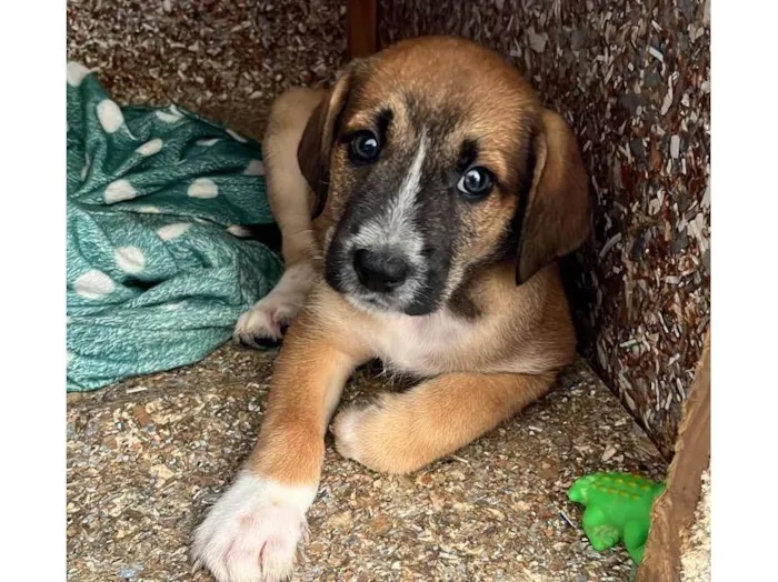 Cachorro raça SRD-ViraLata idade 2 a 6 meses nome Bento