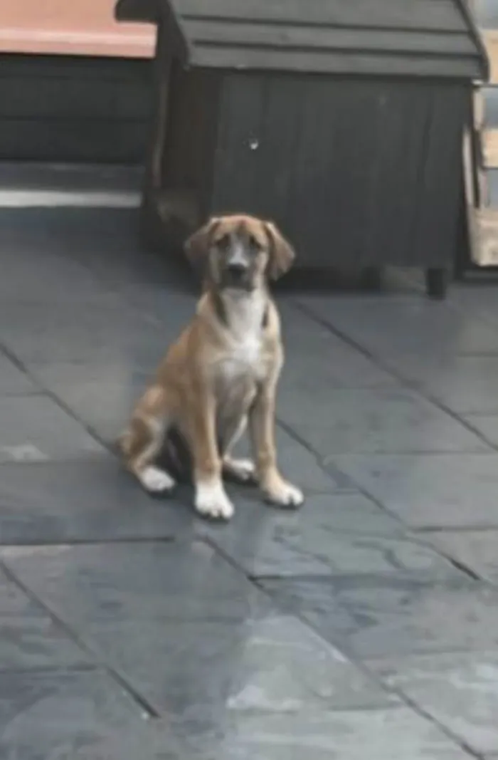 Cachorro raça SRD-ViraLata idade 2 a 6 meses nome Bento