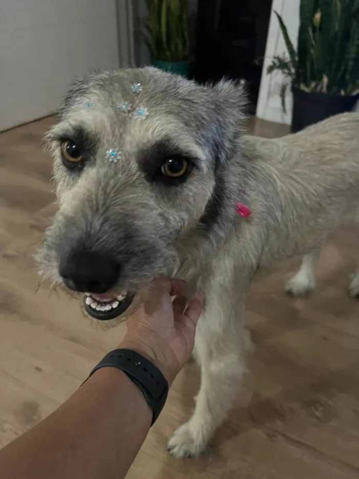 Cachorro raça SRD-ViraLata idade 2 anos nome Zilu