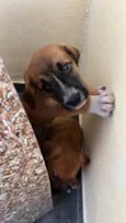 Cachorro raça SRD-ViraLata idade 2 a 6 meses nome Bento