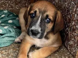 Cachorro raça SRD-ViraLata idade 2 a 6 meses nome Bento