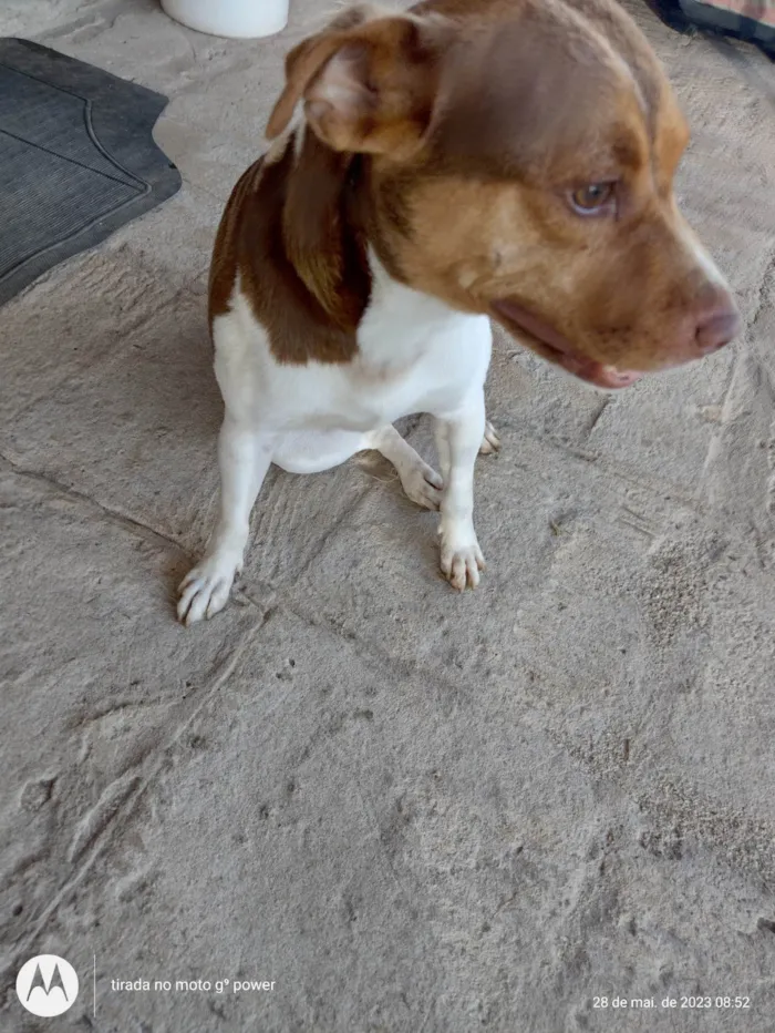 Cachorro ra a Fox paulistinha idade 1 ano nome Maylon e Chica