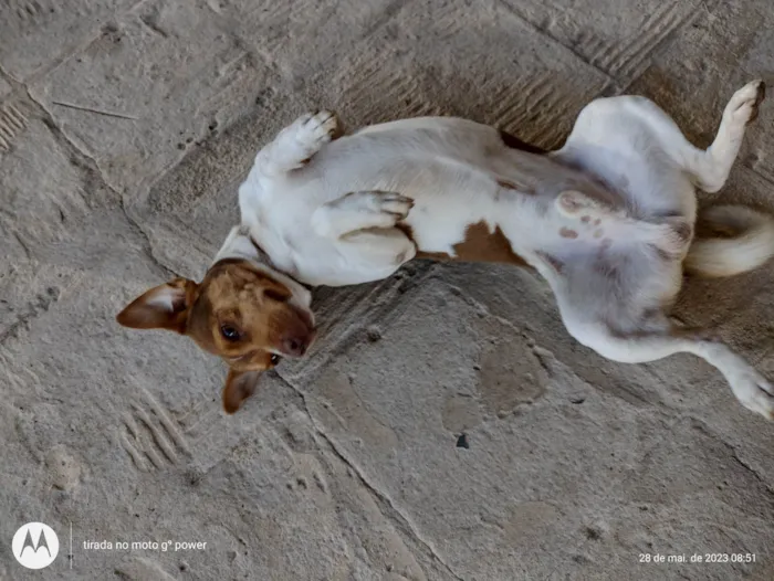 Cachorro ra a Fox paulistinha idade 1 ano nome Maylon e Chica