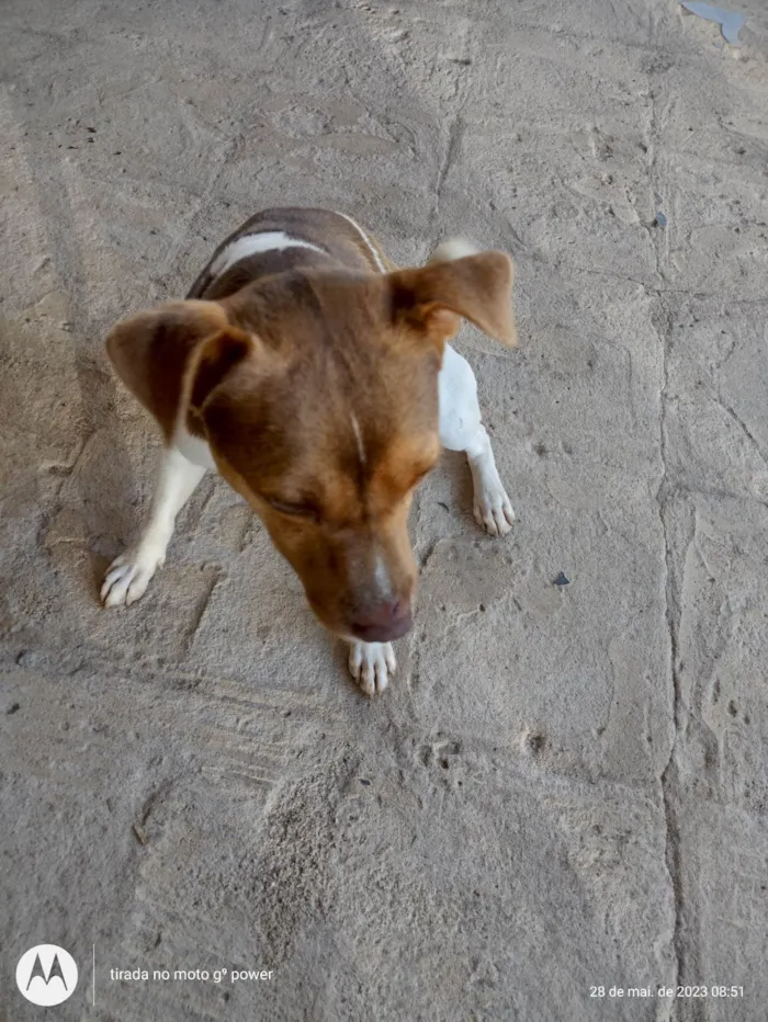 Cachorro ra a Fox paulistinha idade 1 ano nome Maylon e Chica