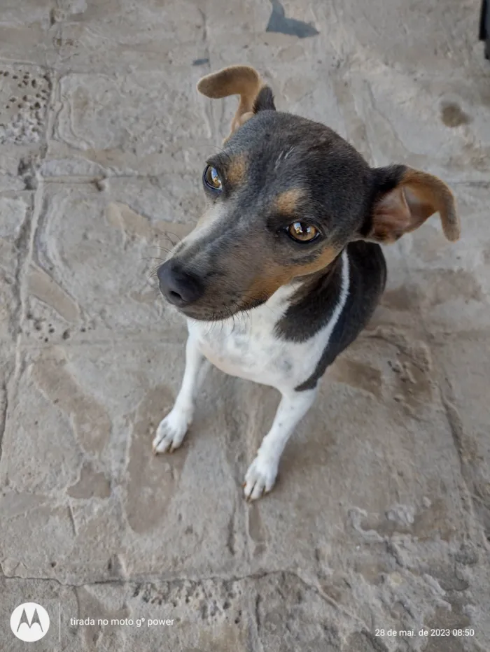 Cachorro ra a Fox paulistinha idade 1 ano nome Maylon e Chica