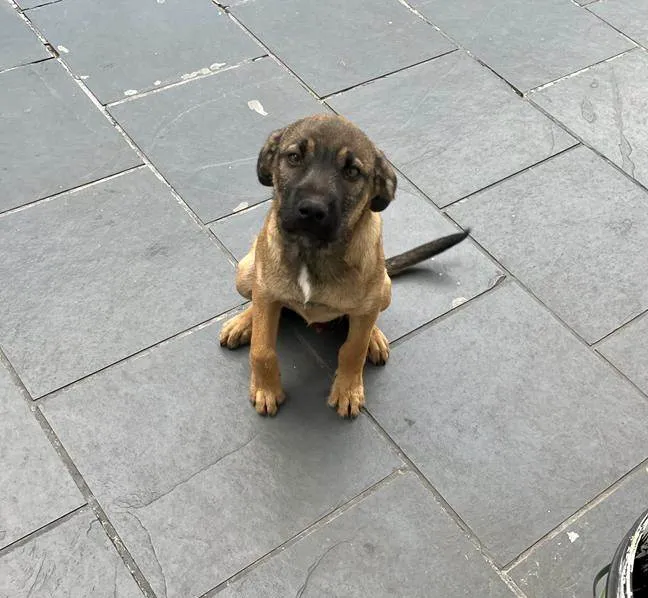 Cachorro raça SRD-ViraLata idade 2 a 6 meses nome Bob