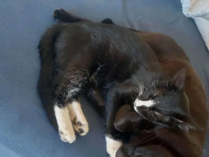 Gato ra a Gato preto com branco idade 7 a 11 meses nome Frajola