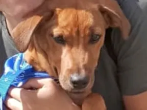 Cachorro raça Mestico  idade 2 a 6 meses nome Léo 