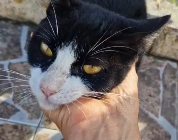 Gato ra a SRD-ViraLata idade 7 a 11 meses nome Guilt