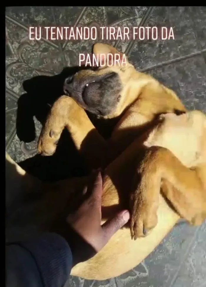 Cachorro ra a SRD-ViraLata idade 1 ano nome Pandora
