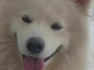 Cachorro raça Mestico  idade 5 anos nome Snow 