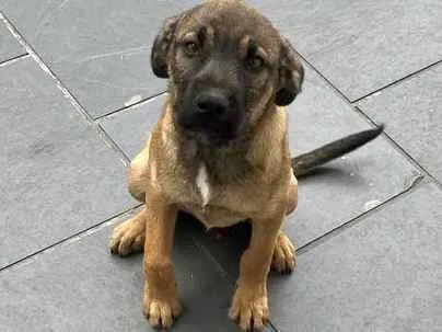 Cachorro raça SRD-ViraLata idade 2 a 6 meses nome Bob