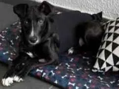 Cachorro raça SRD-ViraLata idade 1 ano nome RITA