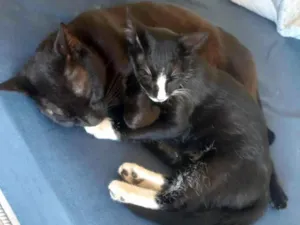 Gato raça Gato preto com branco idade 7 a 11 meses nome Frajola