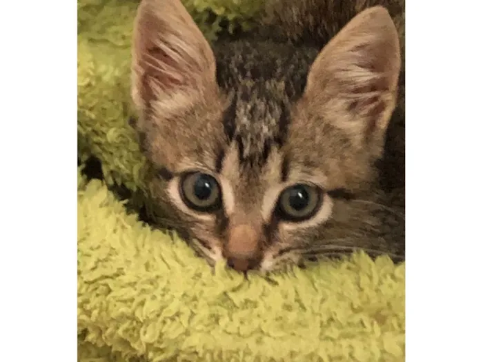 Gato ra a SRD-ViraLata idade Abaixo de 2 meses nome Amália 