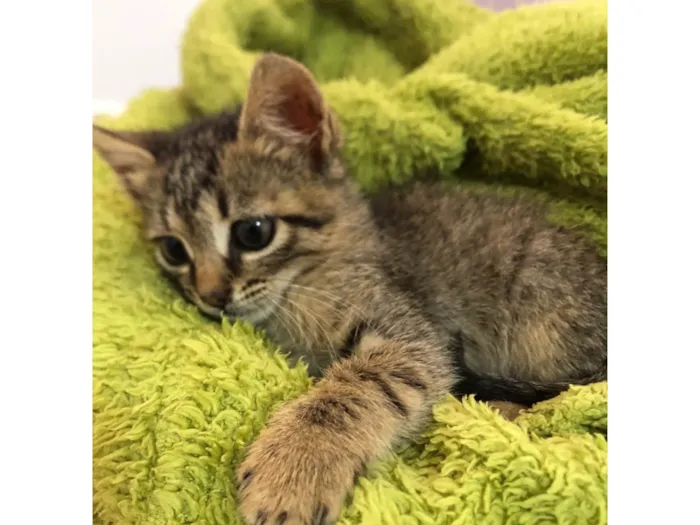 Gato ra a SRD-ViraLata idade Abaixo de 2 meses nome Amália 