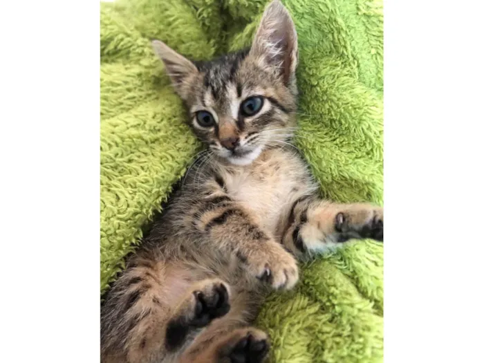 Gato ra a SRD-ViraLata idade Abaixo de 2 meses nome Amália 