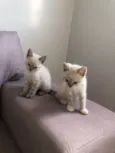 Alice e Anabel