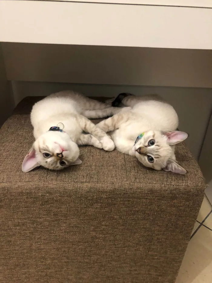 Gato ra a  idade 2 a 6 meses nome Alice e Anabel