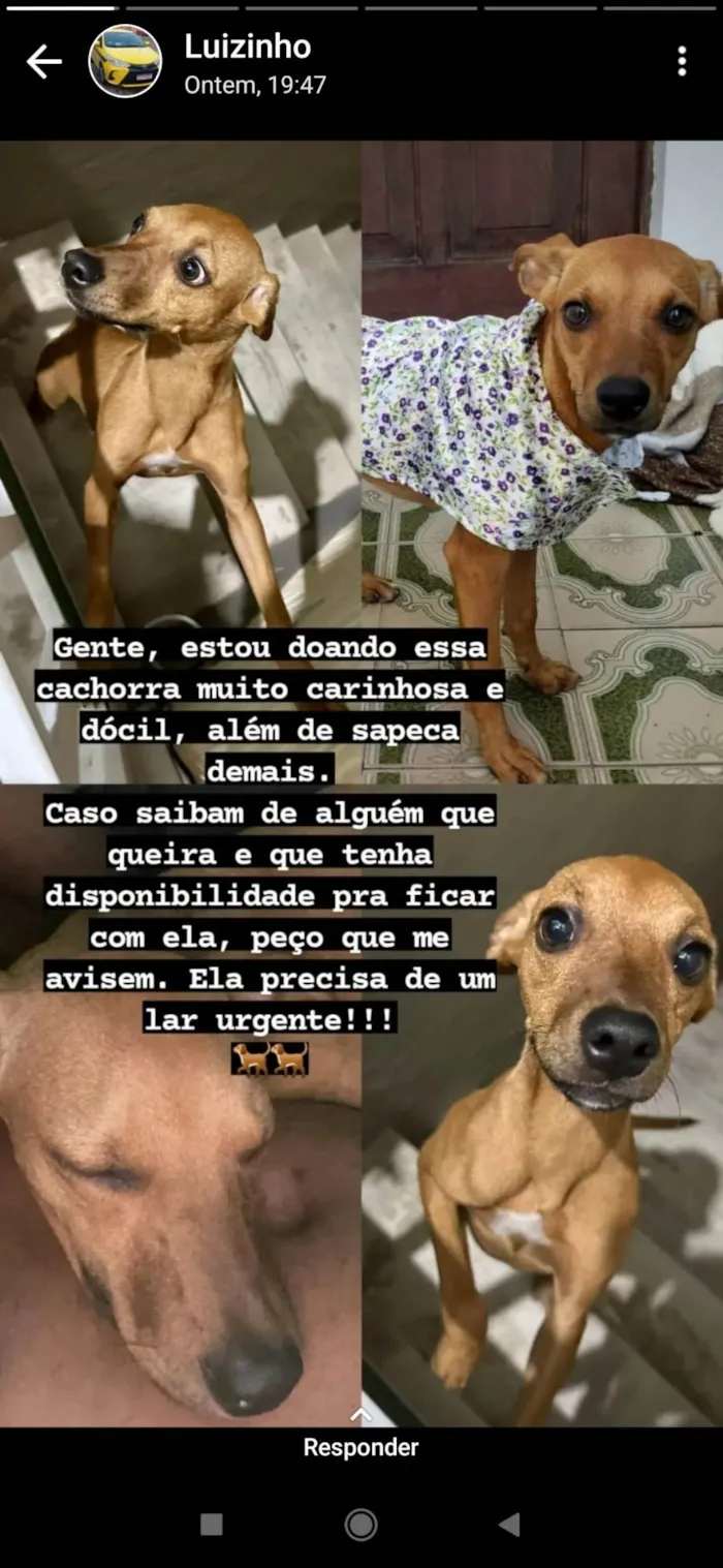 Cachorro ra a SRD-ViraLata idade 2 a 6 meses nome Sem nome