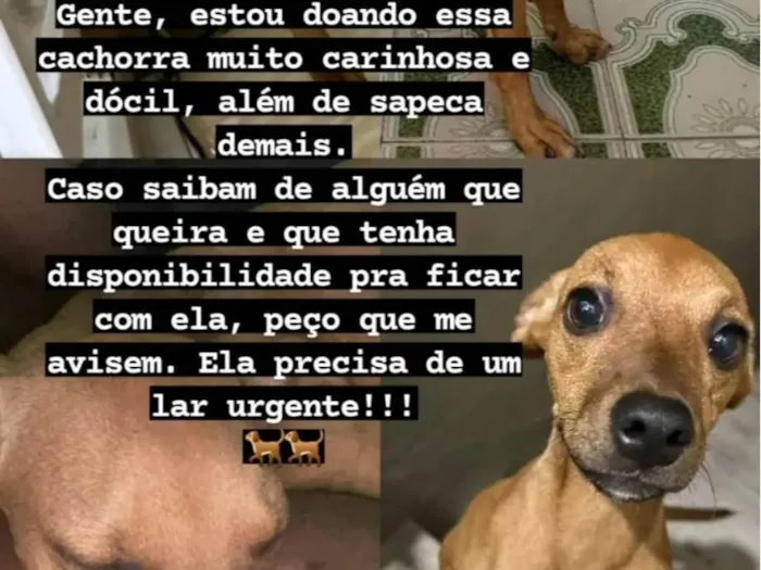 Cachorro ra a SRD-ViraLata idade 2 a 6 meses nome Sem nome