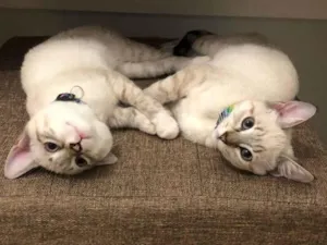 Gato raça  idade 2 a 6 meses nome Alice e Anabel