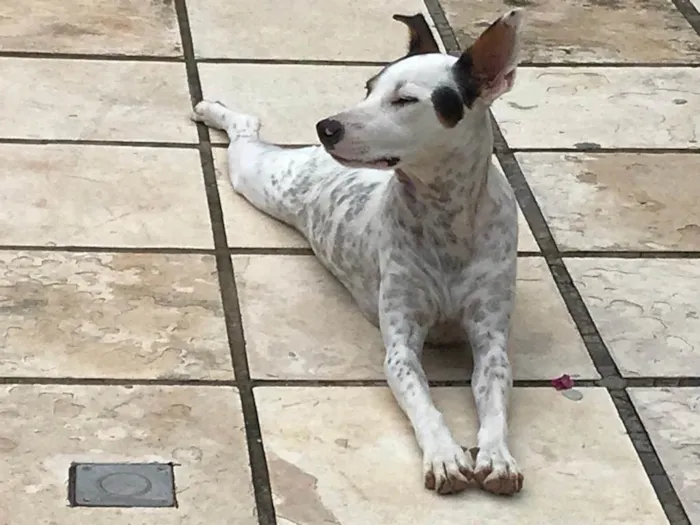 Cachorro ra a Budegueiro Andaluz idade 4 anos nome MUCK