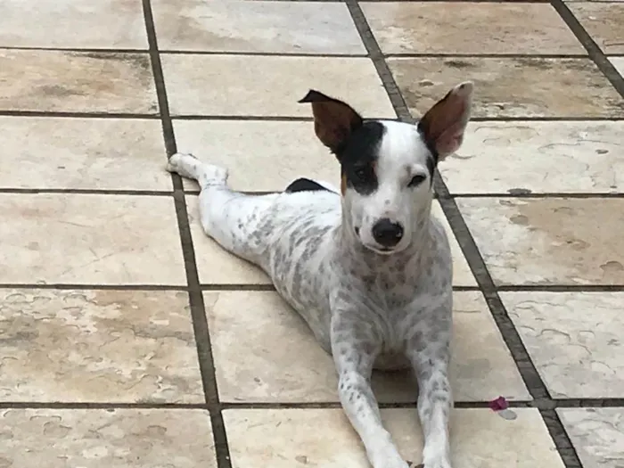 Cachorro ra a Budegueiro Andaluz idade 4 anos nome MUCK