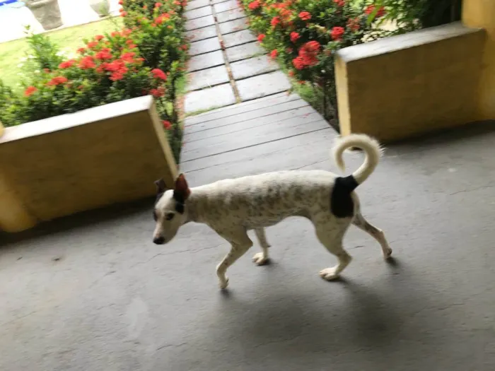 Cachorro ra a Budegueiro Andaluz idade 4 anos nome MUCK