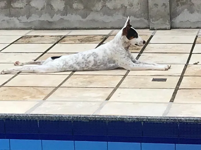 Cachorro ra a Budegueiro Andaluz idade 4 anos nome MUCK