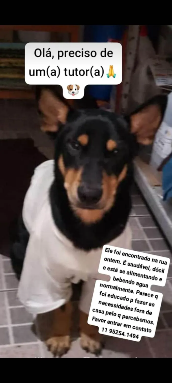 Cachorro ra a SRD-ViraLata idade 3 anos nome Sem nome (provisorio Tobias)