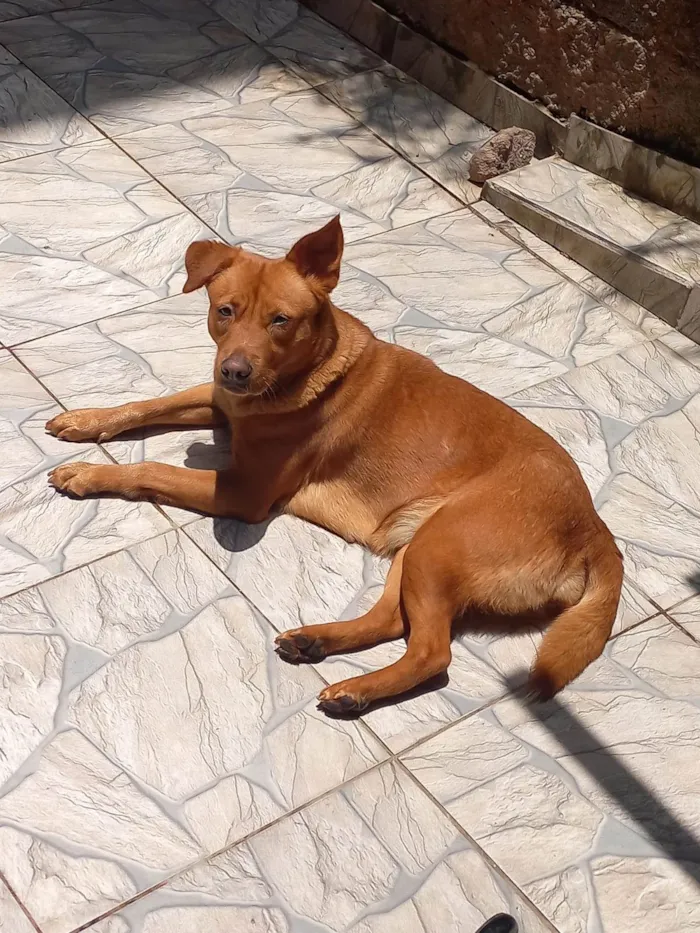 Cachorro ra a Labrador  idade 3 anos nome Valeria