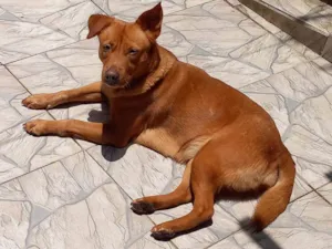 Cachorro raça Labrador  idade 3 anos nome Valeria