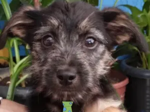 Cachorro raça Mestico  idade 2 a 6 meses nome Toddy 