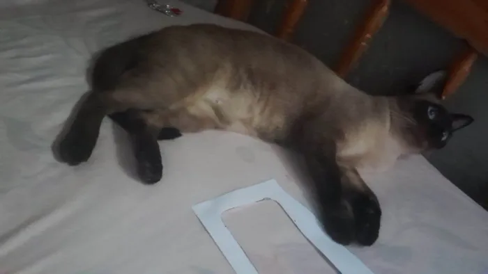 Gato ra a SRD-ViraLata idade 1 ano nome Michele 