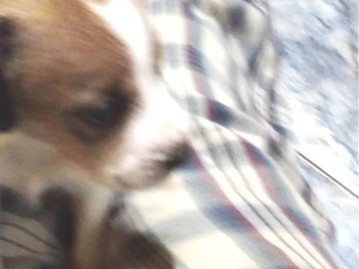 Cachorro raça Srs vira lata idade Abaixo de 2 meses nome Jonh