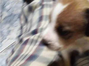Cachorro raça Srs vira lata idade Abaixo de 2 meses nome Jonh