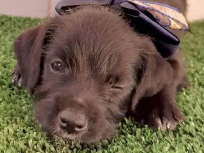 Cachorro ra a Mestico  idade 2 a 6 meses nome Caco 