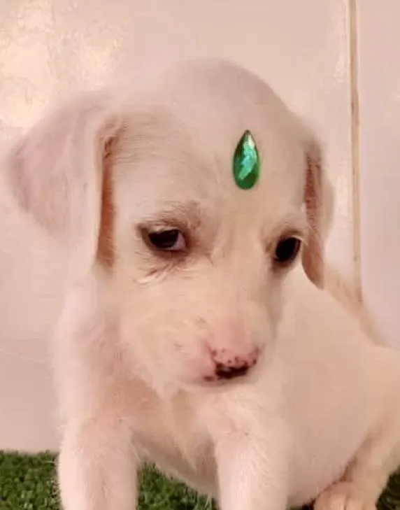 Cachorro ra a Mestica  idade 2 a 6 meses nome Luna 